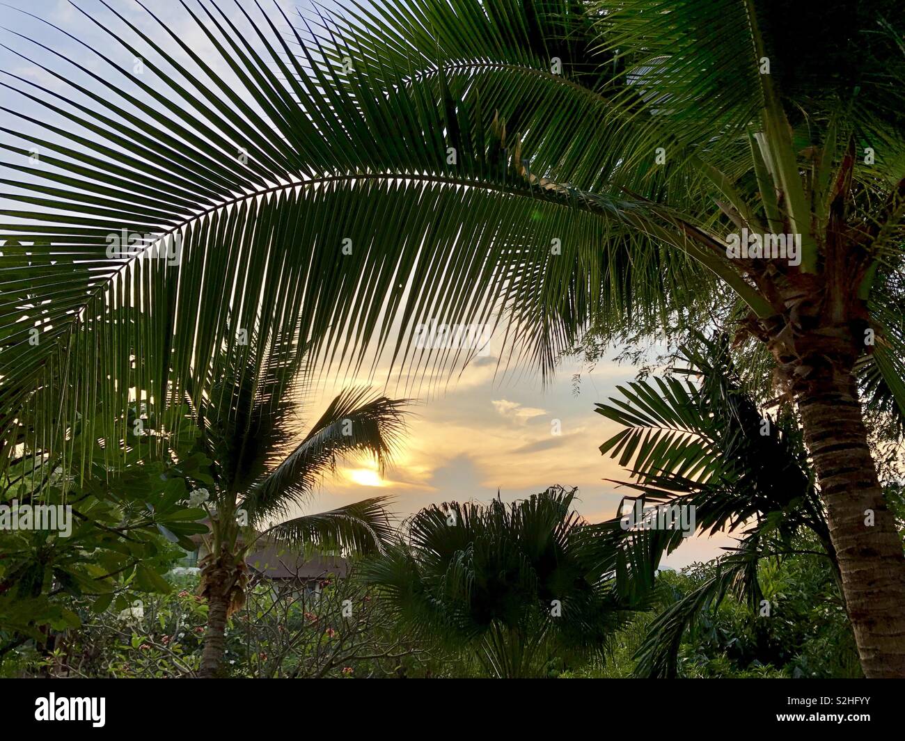 Palm trees at sunset - Smartphone Captured Stock Image