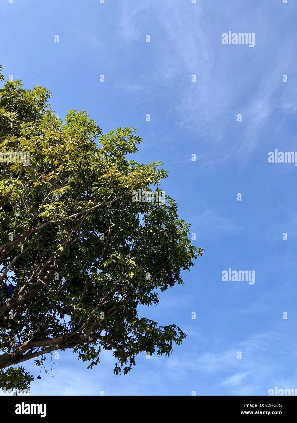 Tropical tree low angle view against clear blue sky - Smartphone Captured Stock Image
