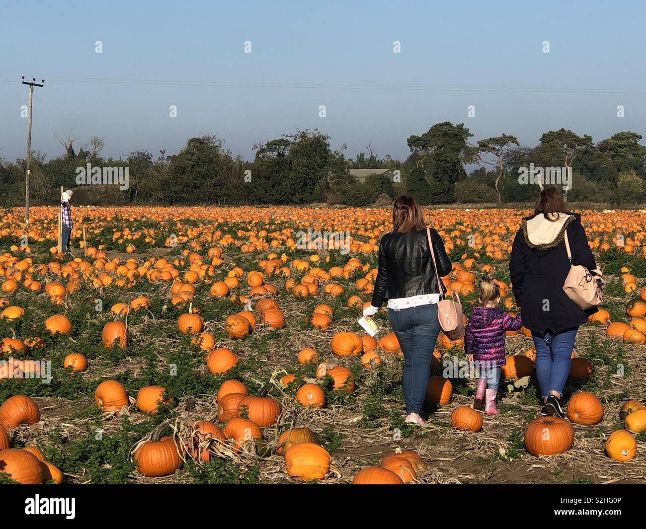 Green pumpkin orange hi-res stock photography and images - Page 5