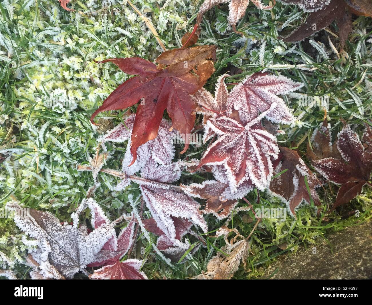 Frost leaves maple leaf hi-res stock photography and images - Alamy