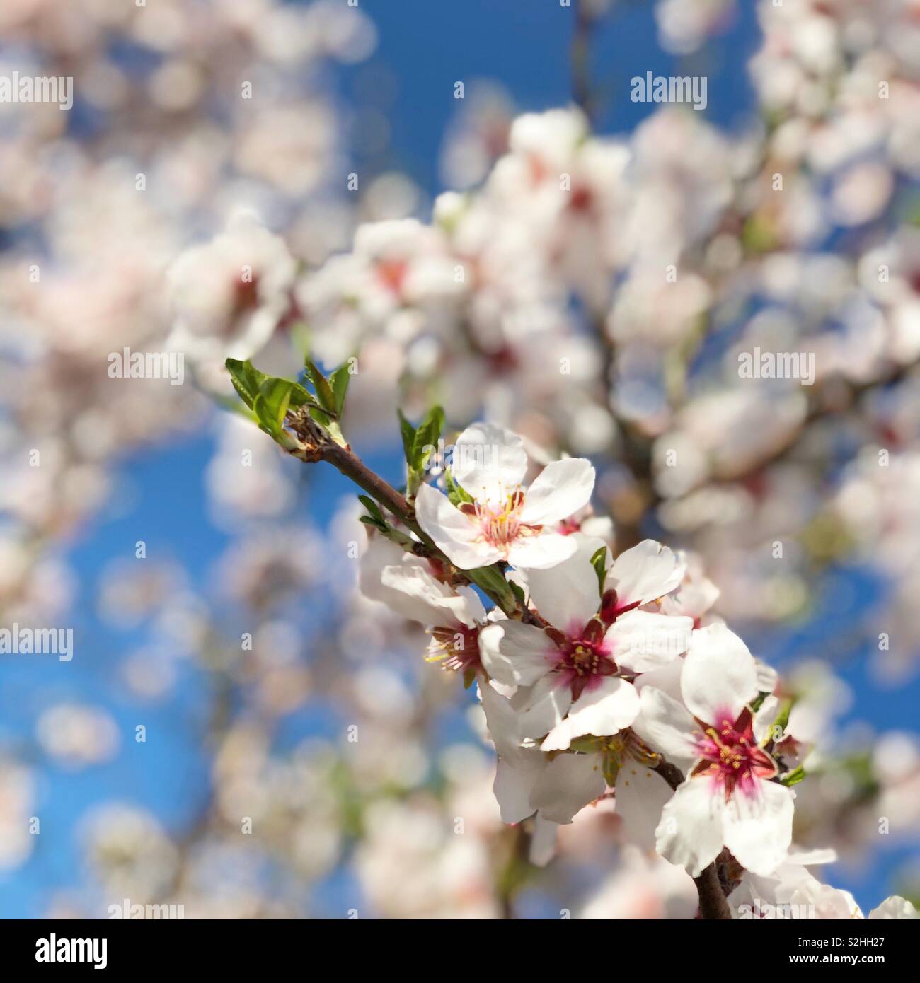 Almond tree in bloom Stock Photo