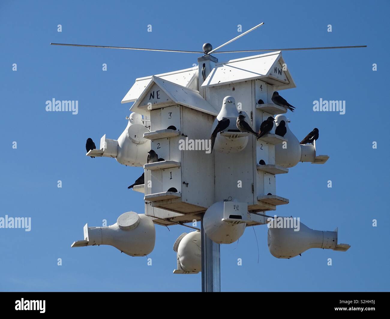 Purple Martin house Stock Photo Alamy
