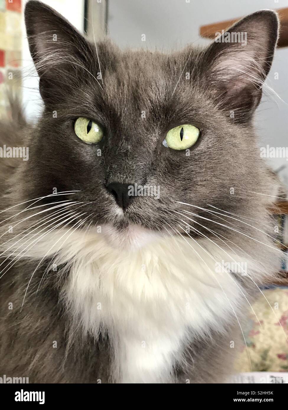 Cat - Smartphone Captured Stock Image