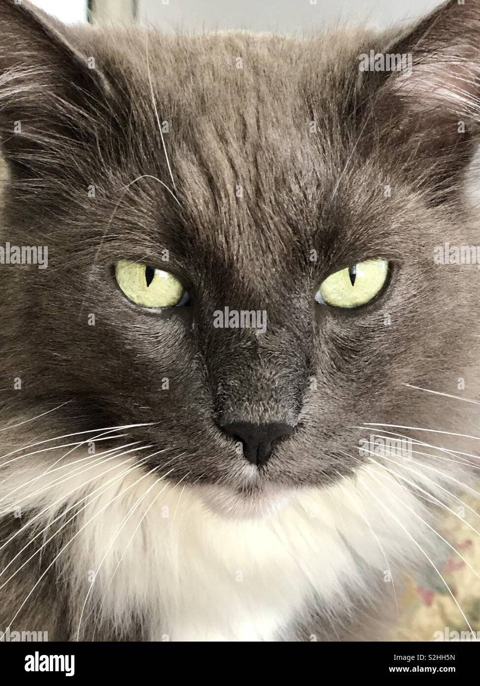 Cat’s eyes - Smartphone Captured Stock Image