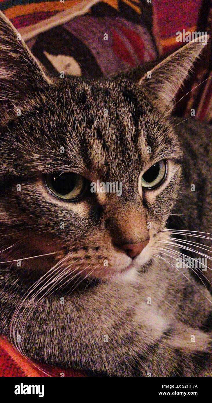 Tabby cat - Smartphone Captured Stock Image