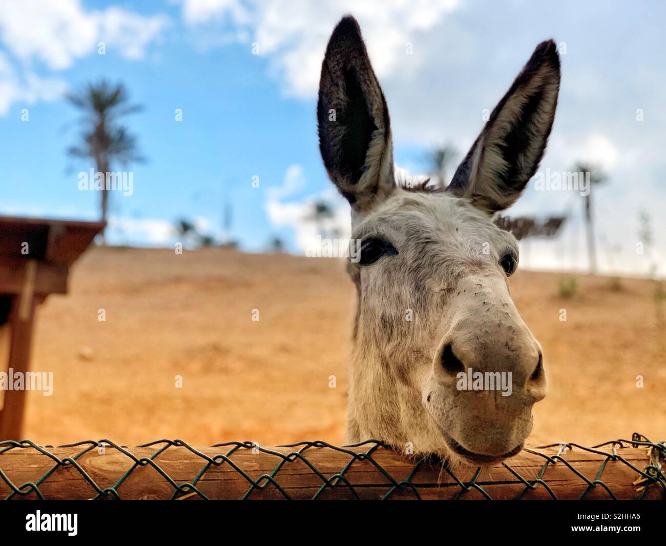Donkey head portrait - Smartphone Captured Stock Image