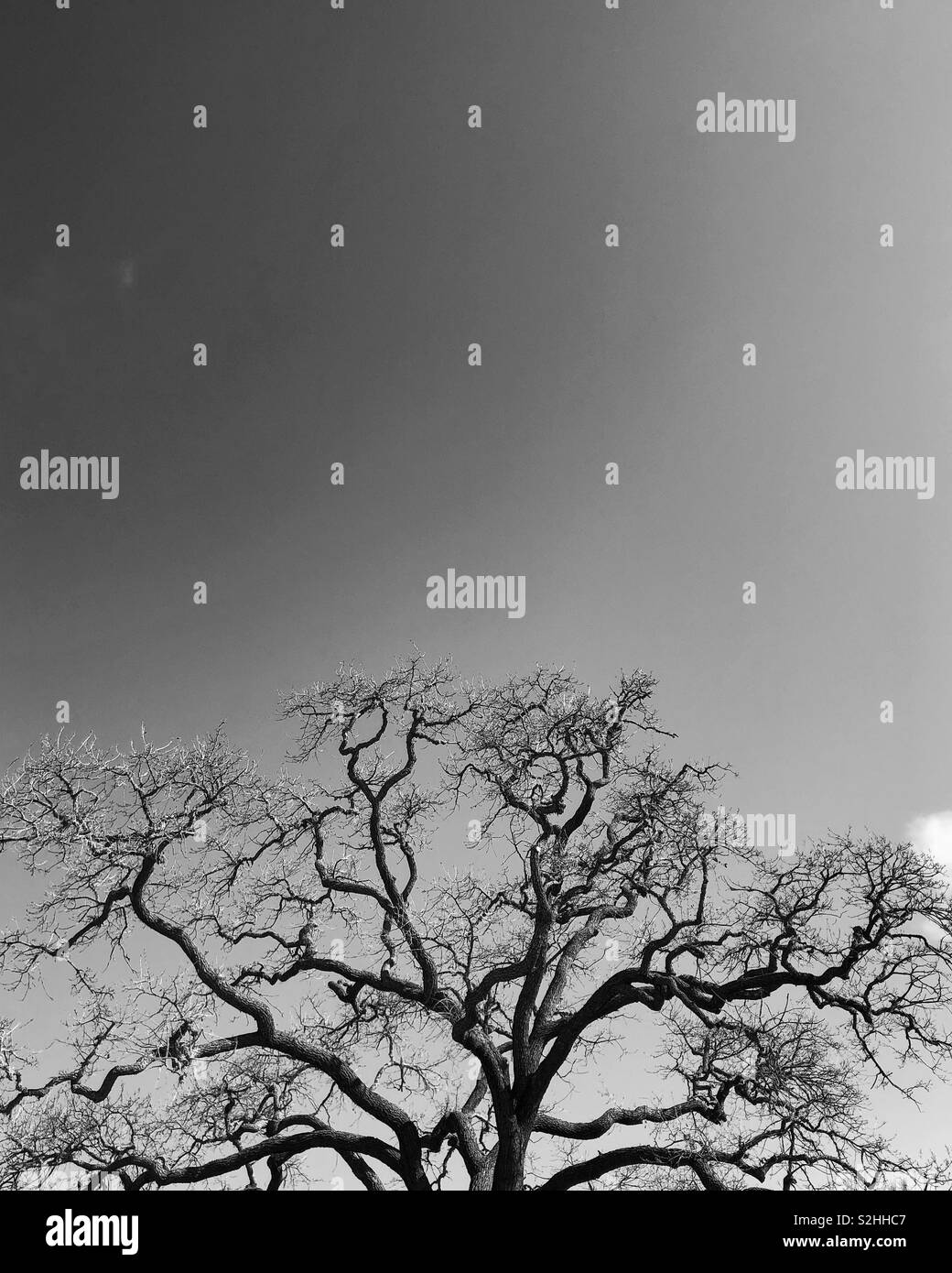 Black and white oak tree hi-res stock photography and images - Alamy