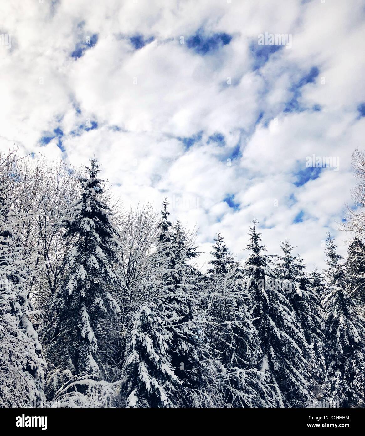Winter forest - Smartphone Captured Stock Image