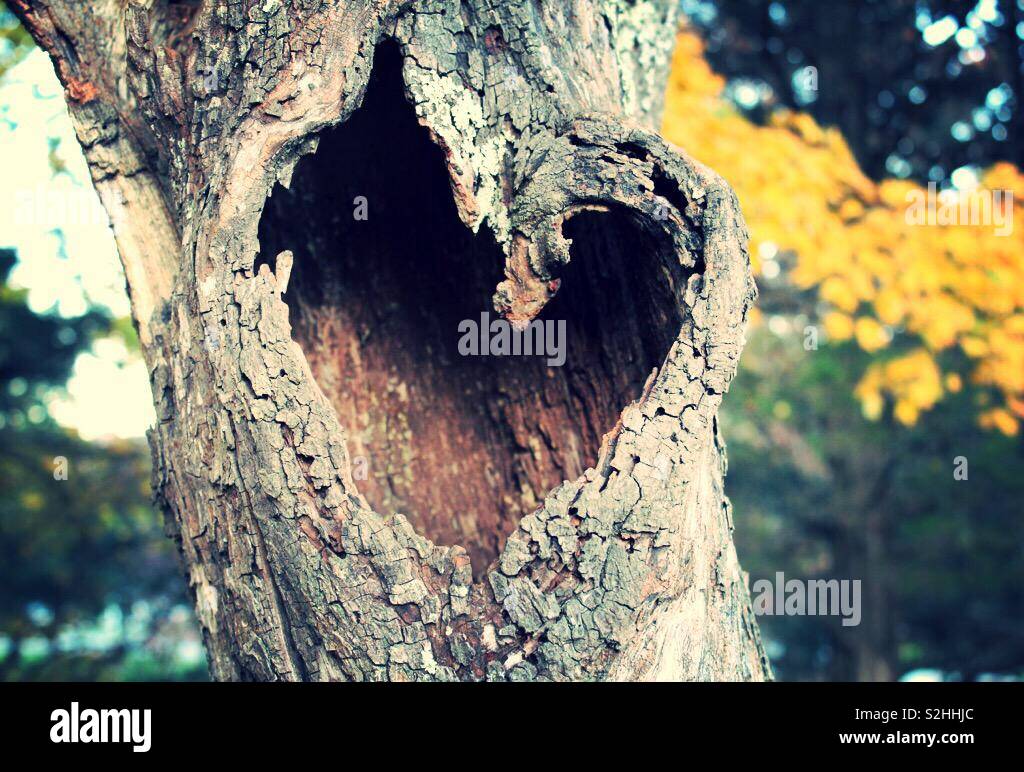 Tree Heart Stock Photo