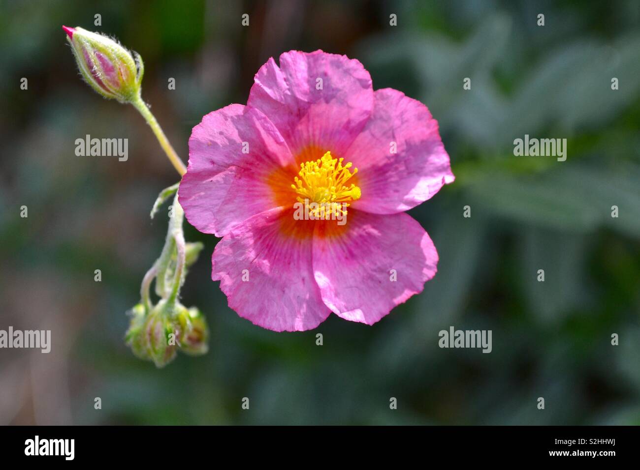 Pink flower yellow stamens Stock Photo