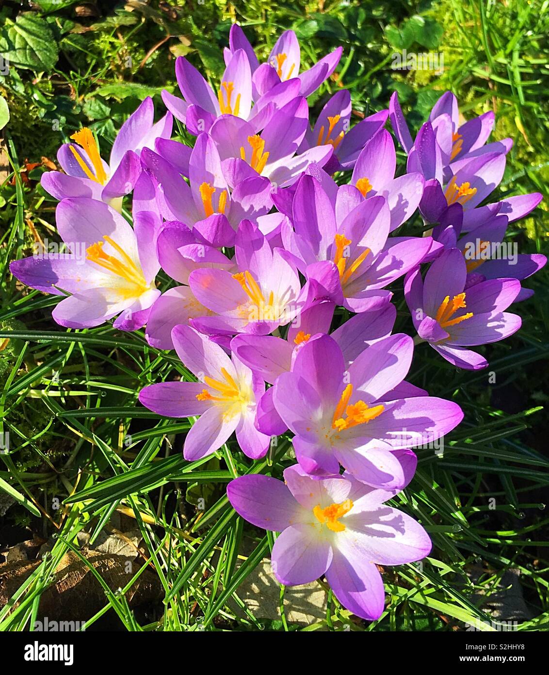 Winter Crocus - Smartphone Captured Stock Image