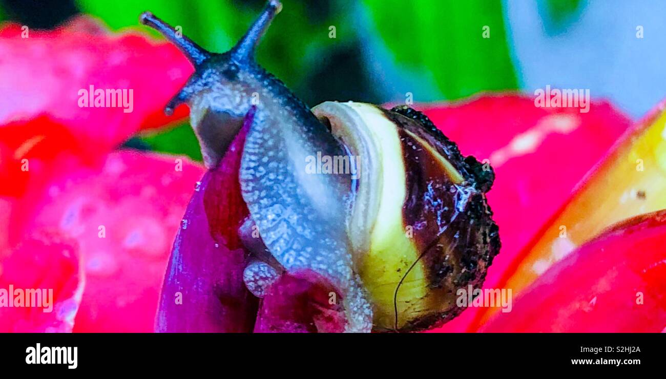 Snail 🐌 on wonderful red orchids Stock Photo Alamy