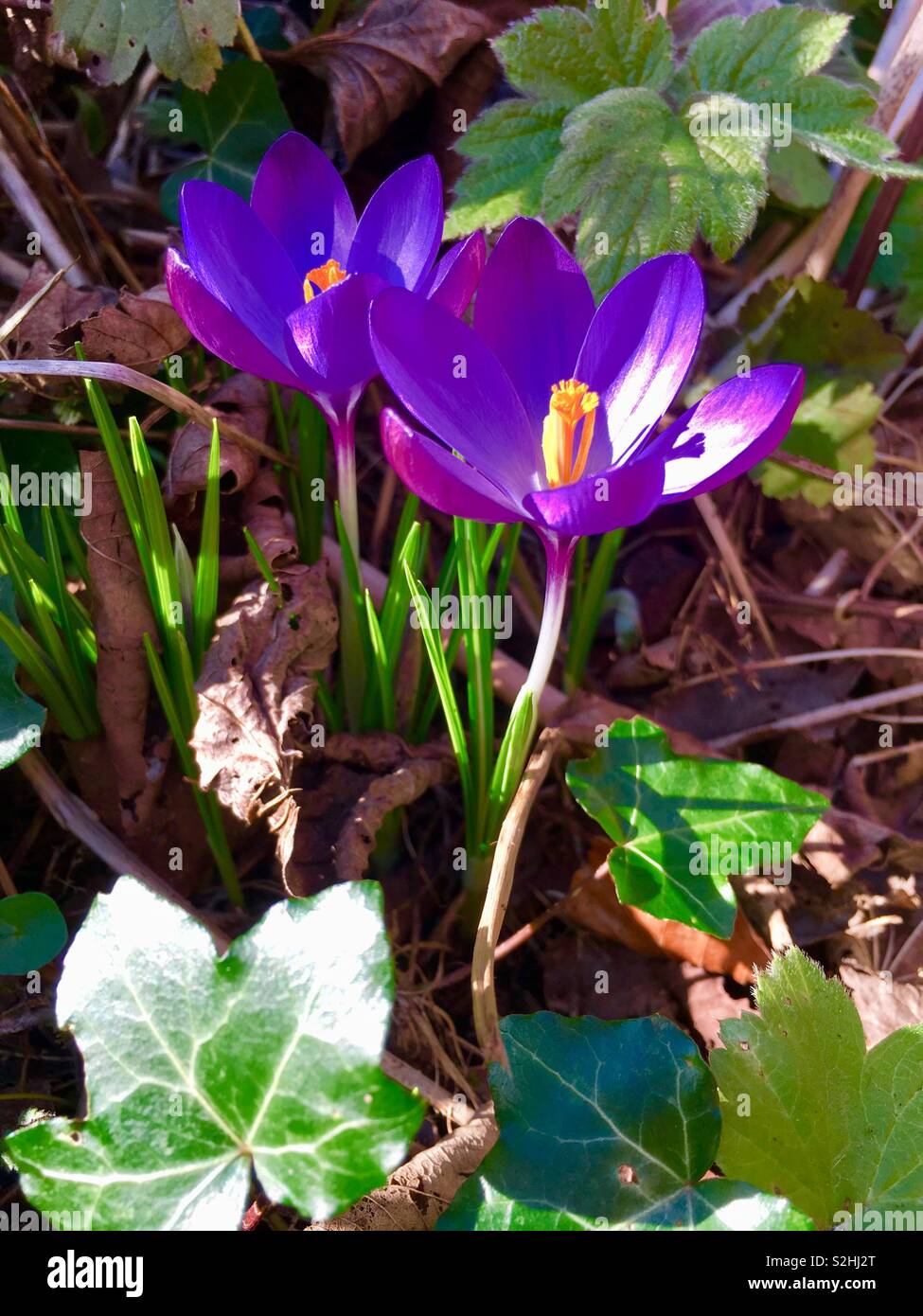 Purple crocus - Smartphone Captured Stock Image