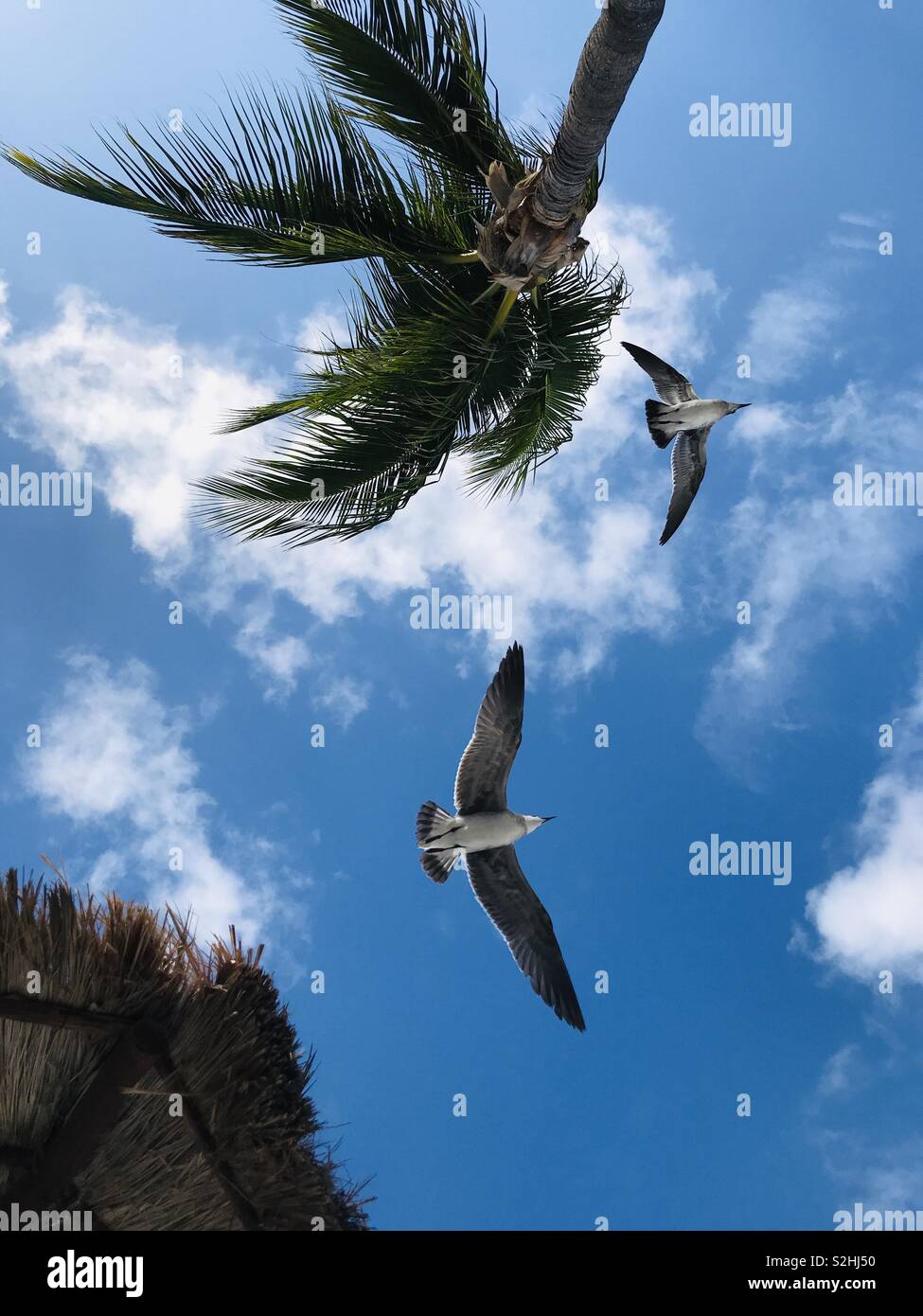 Two gulls, seen from below, fly between a palm and a thatched roof. - Smartphone Captured Stock Image