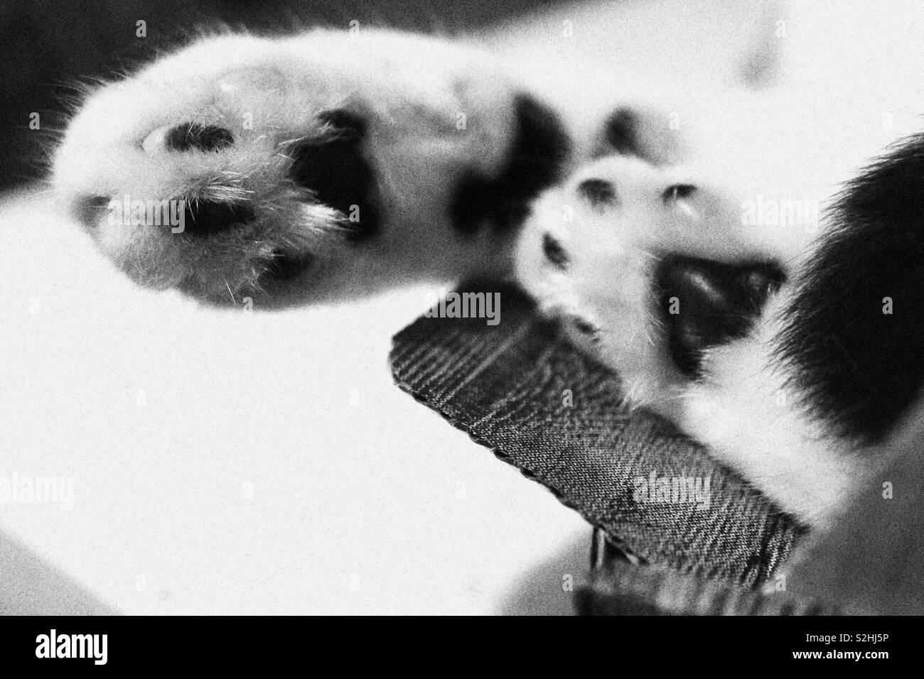 Cat paws close up hires stock photography and images Alamy