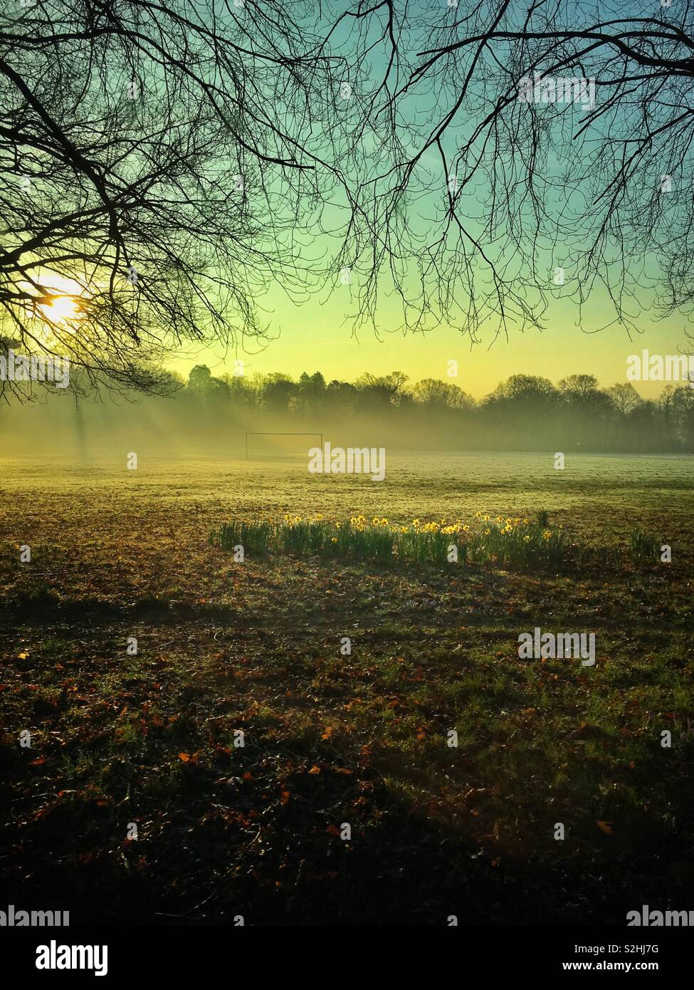 Spring daffodils growing in a Cardiff park on a misty morning just after sunrise, February. - Smartphone Captured Stock Image