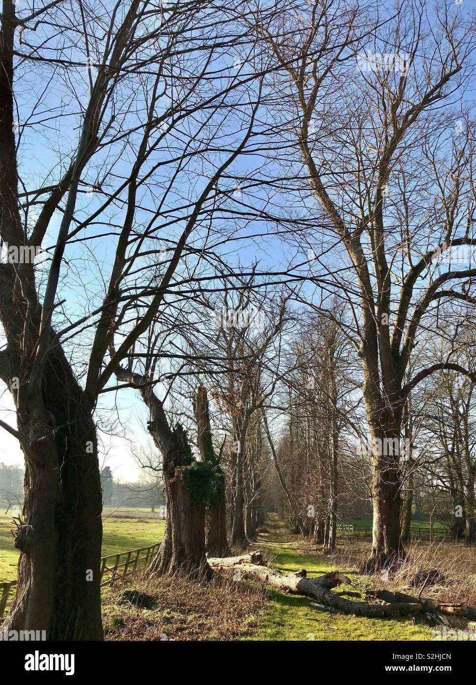 Avenue of lime trees in an English parkland - Smartphone Captured Stock Image