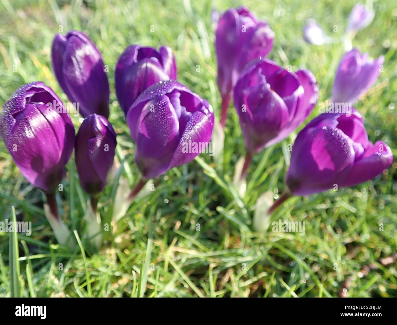 purple crocuses in early spring Stock Photo - Alamy