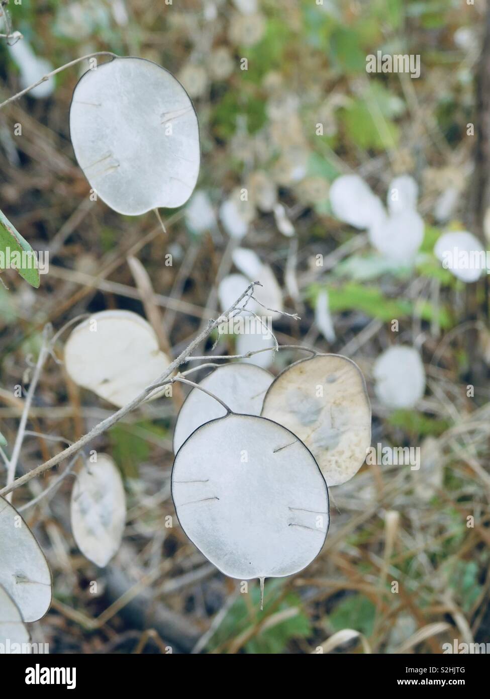 Silberblatt High Resolution Stock Photography and Images Alamy