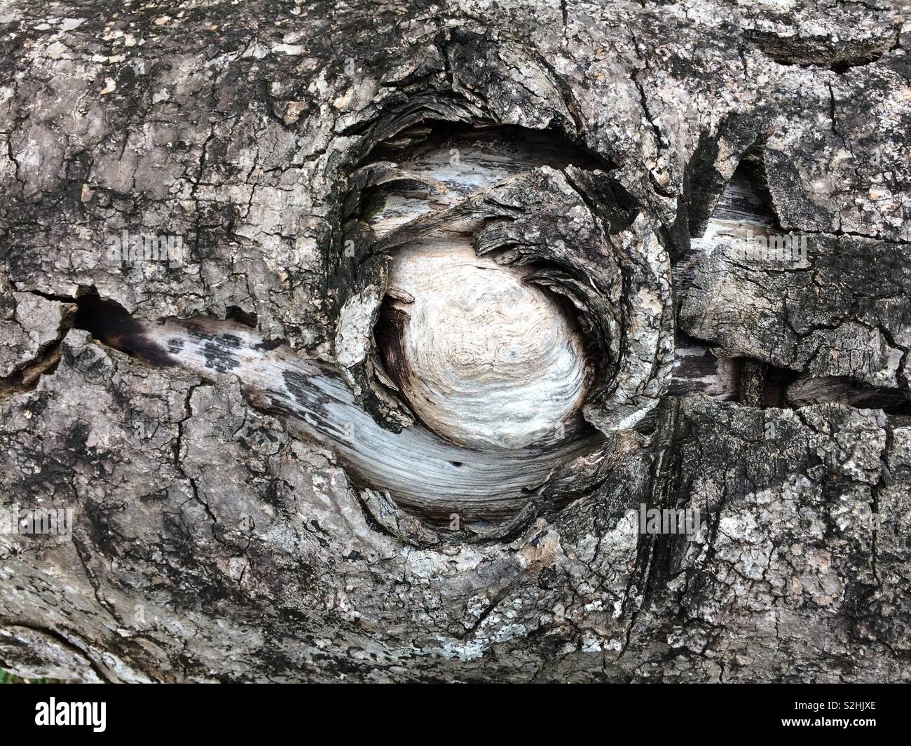 Knot in tree Stock Photo Alamy