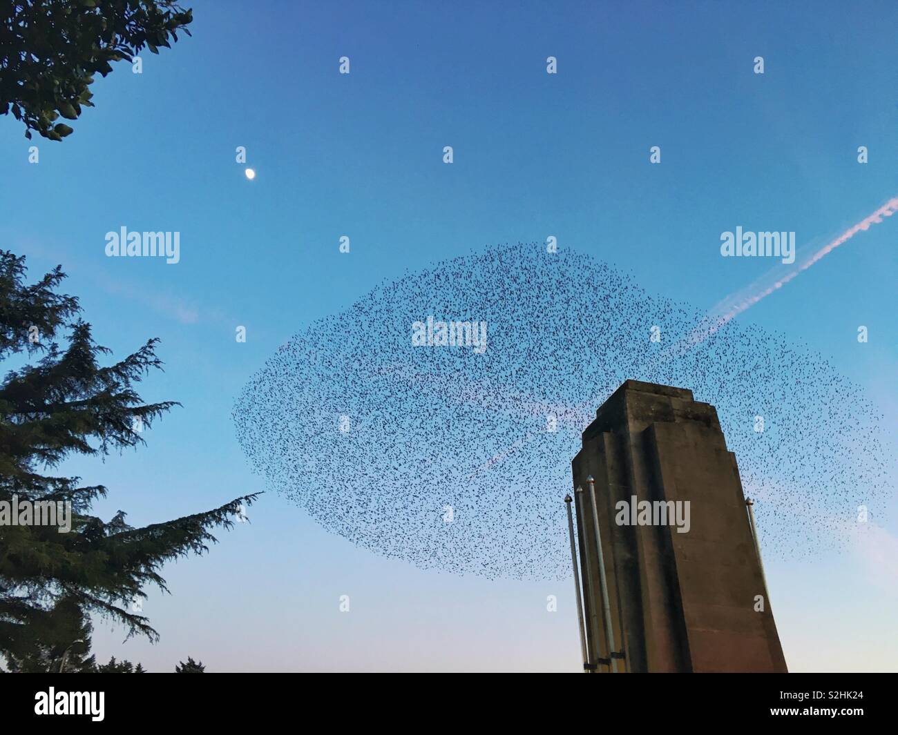 Starling Murmuration Over the Vale of Glamorgan Countryside at Dusk - Smartphone Captured Stock Image