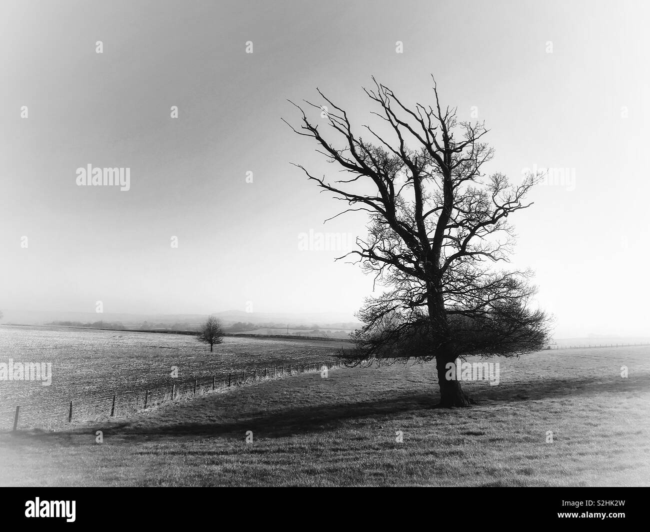 Single tree in a field - Smartphone Captured Stock Image