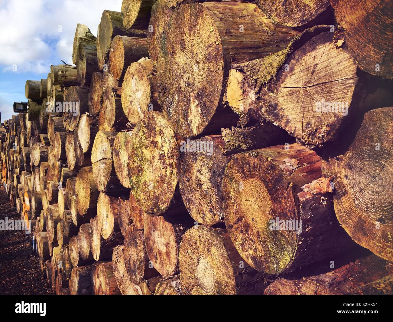 Logging trees destroyed and habitats endangered - Smartphone Captured Stock Image