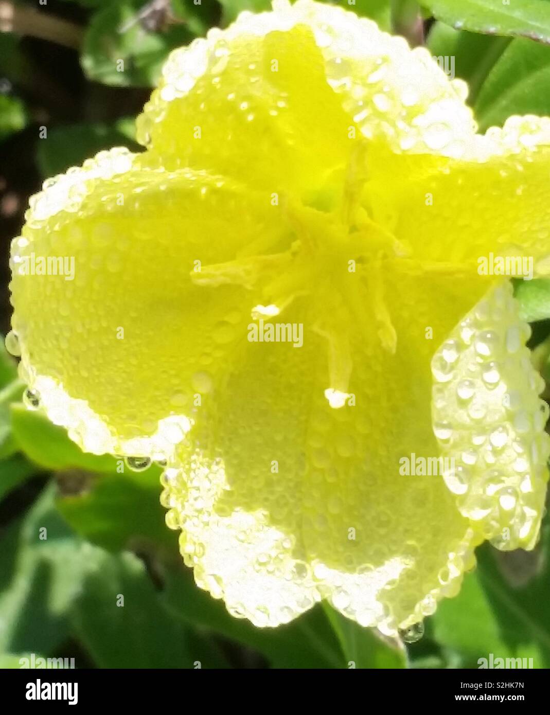 Flower,dew - Smartphone Captured Stock Image