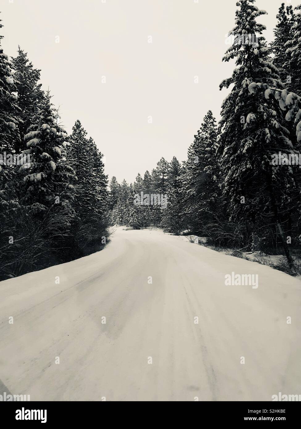 Snowy road surrounded by forest Stock Photo - Alamy