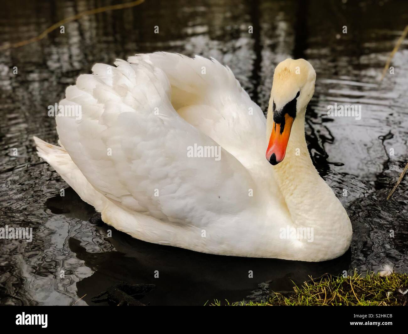 Mute swan in park pond drying it’s feathers. Scotland. UK. - Smartphone Captured Stock Image
