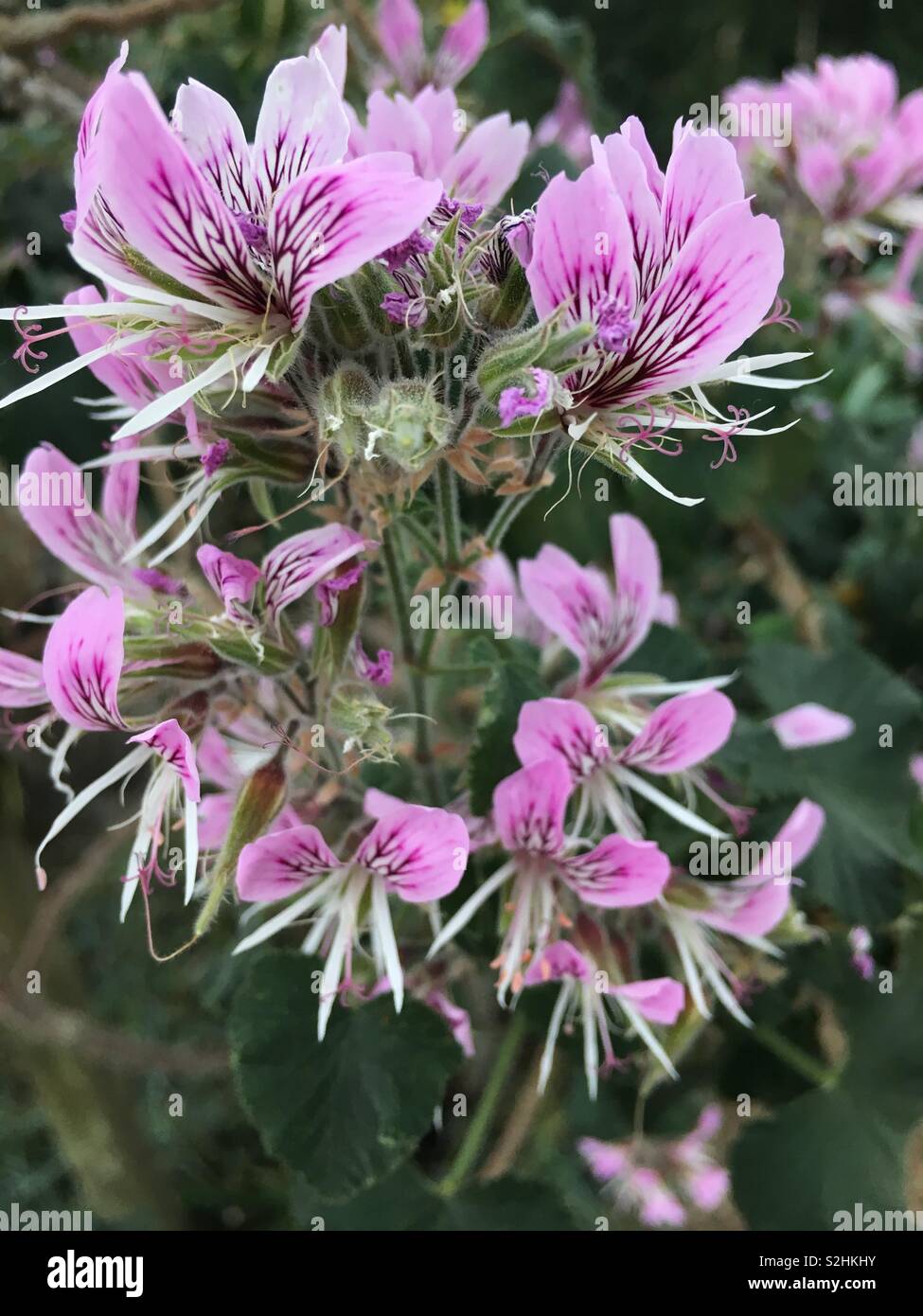 Pelargonium Cordifolium Flower Stock Photo