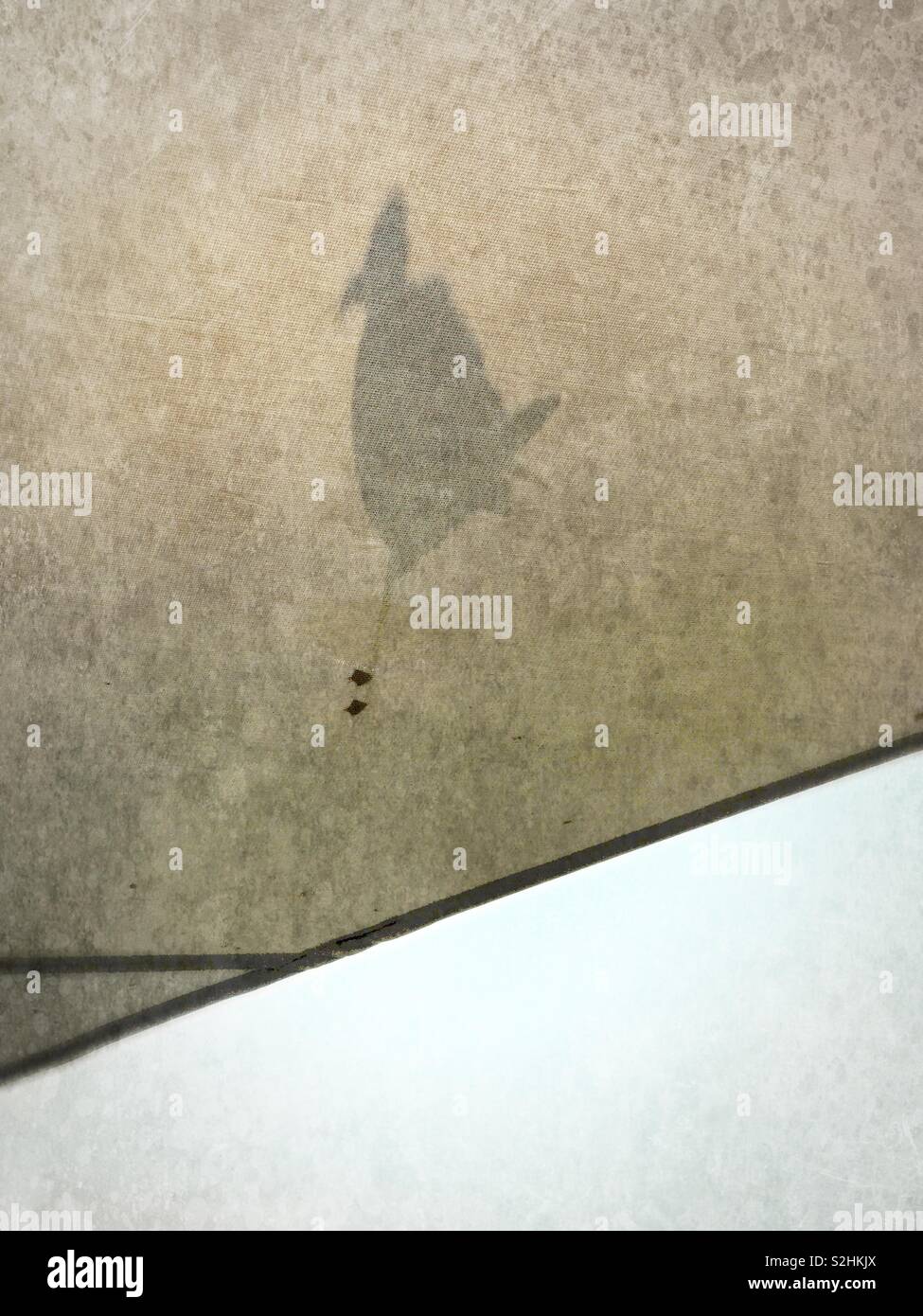 A gull sits atop a sun sail casting a shadow, seen from beneath. - Smartphone Captured Stock Image