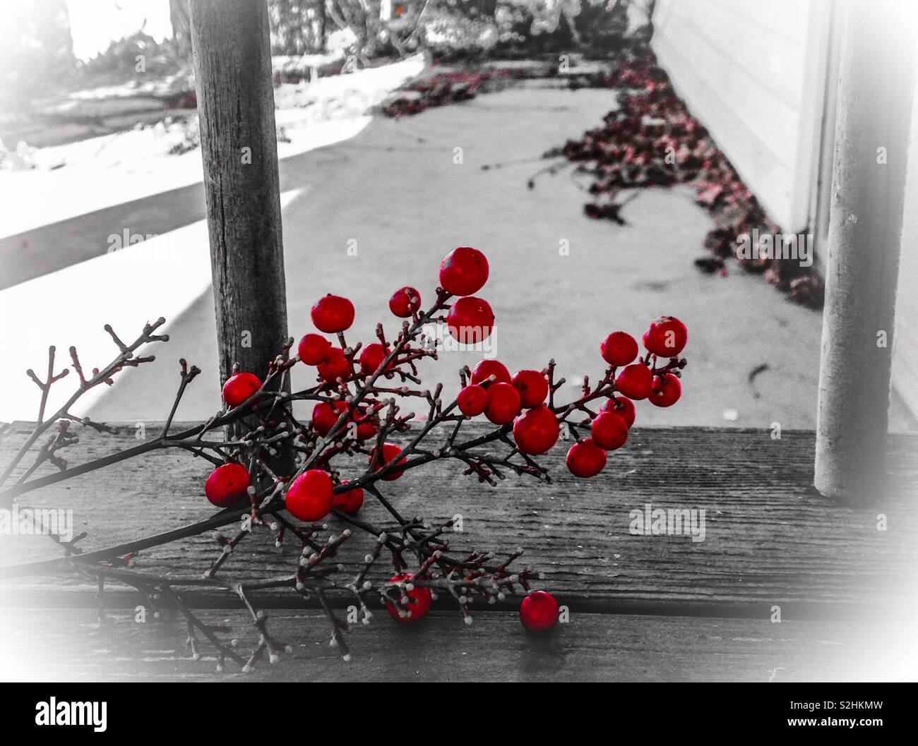 Red Nandina domestica berries sit on a bench with front porch in background in colorpop photo - Smartphone Captured Stock Image
