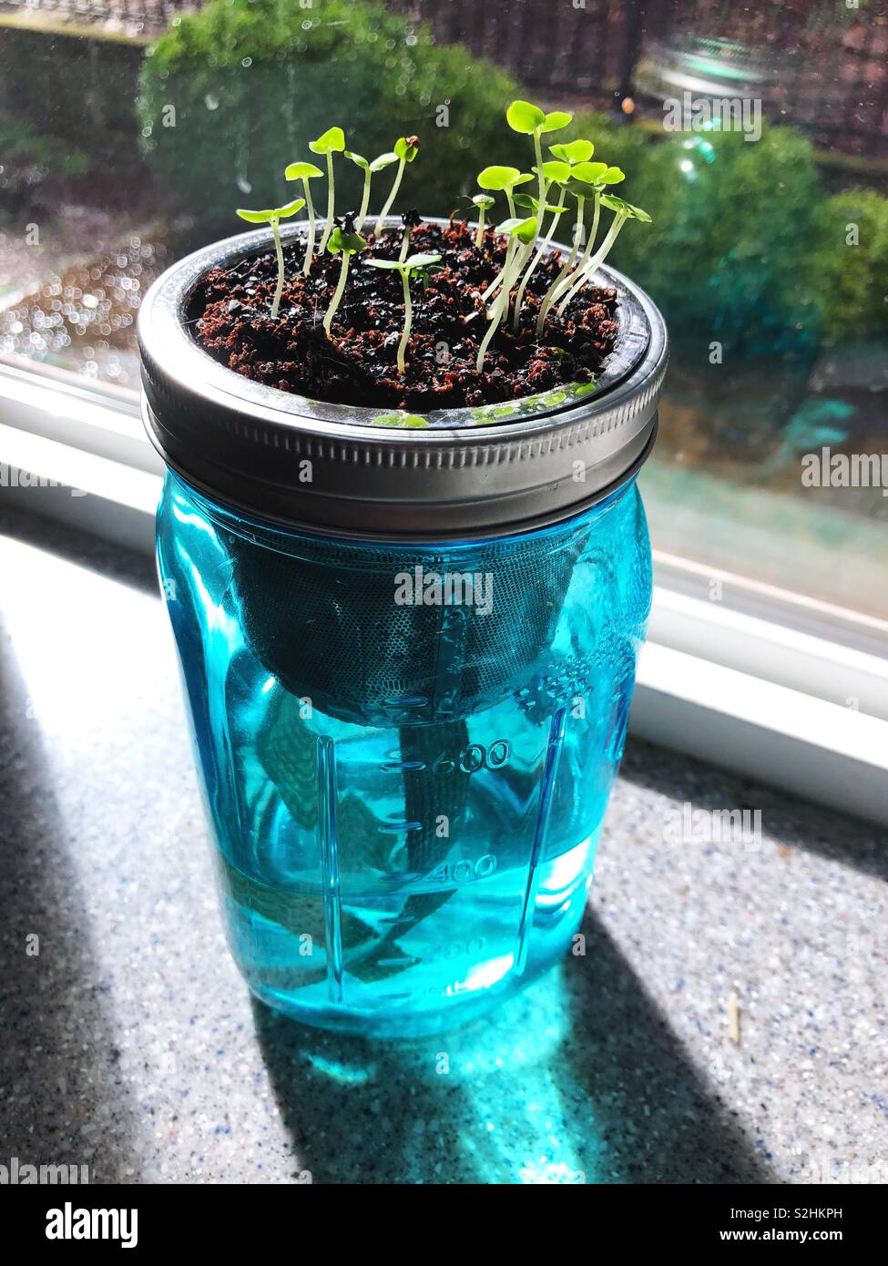 Basil plants growing from a garden jar Stock Photo Alamy