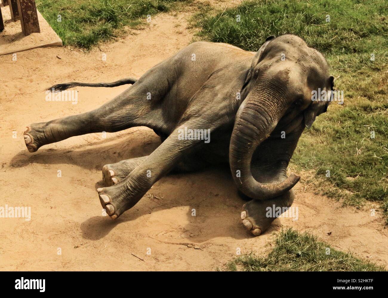 Elephant lying down hires stock photography and images Alamy