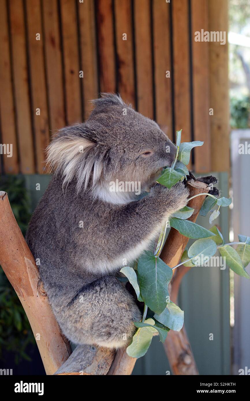 A female four year old Koala perched on a low tree eating at a Sanctuary in Australia. Stock Photo