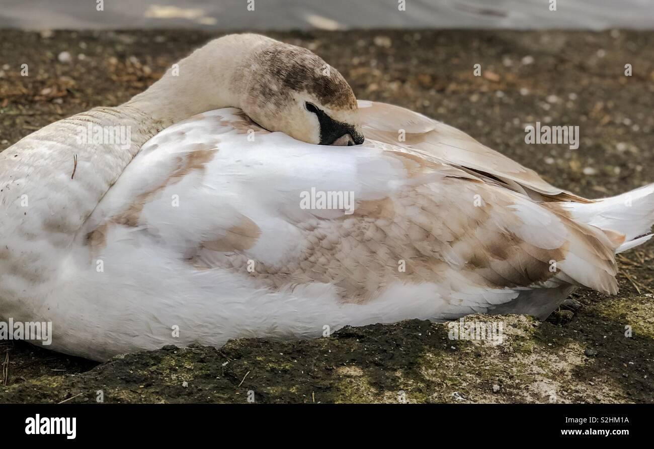 Cygnet with head tucked into wing. Scotland. UK. - Smartphone Captured Stock Image
