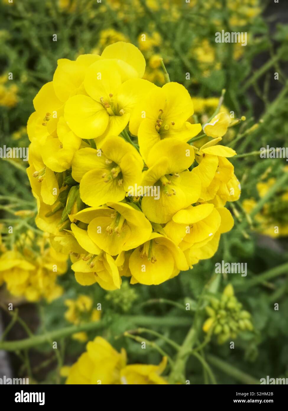 Canola flowers Stock Photo