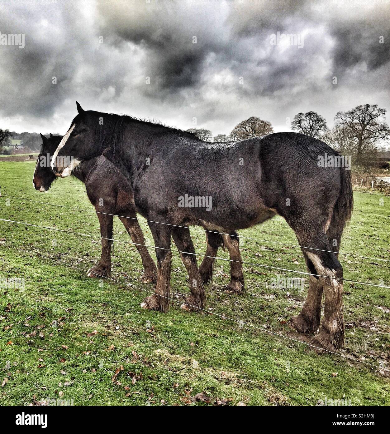 Docile Shire Mares at Cotebrook Shire Horse Centre, Cheshire, England, UK. A British Heavy Draught Horse. Stock Photo