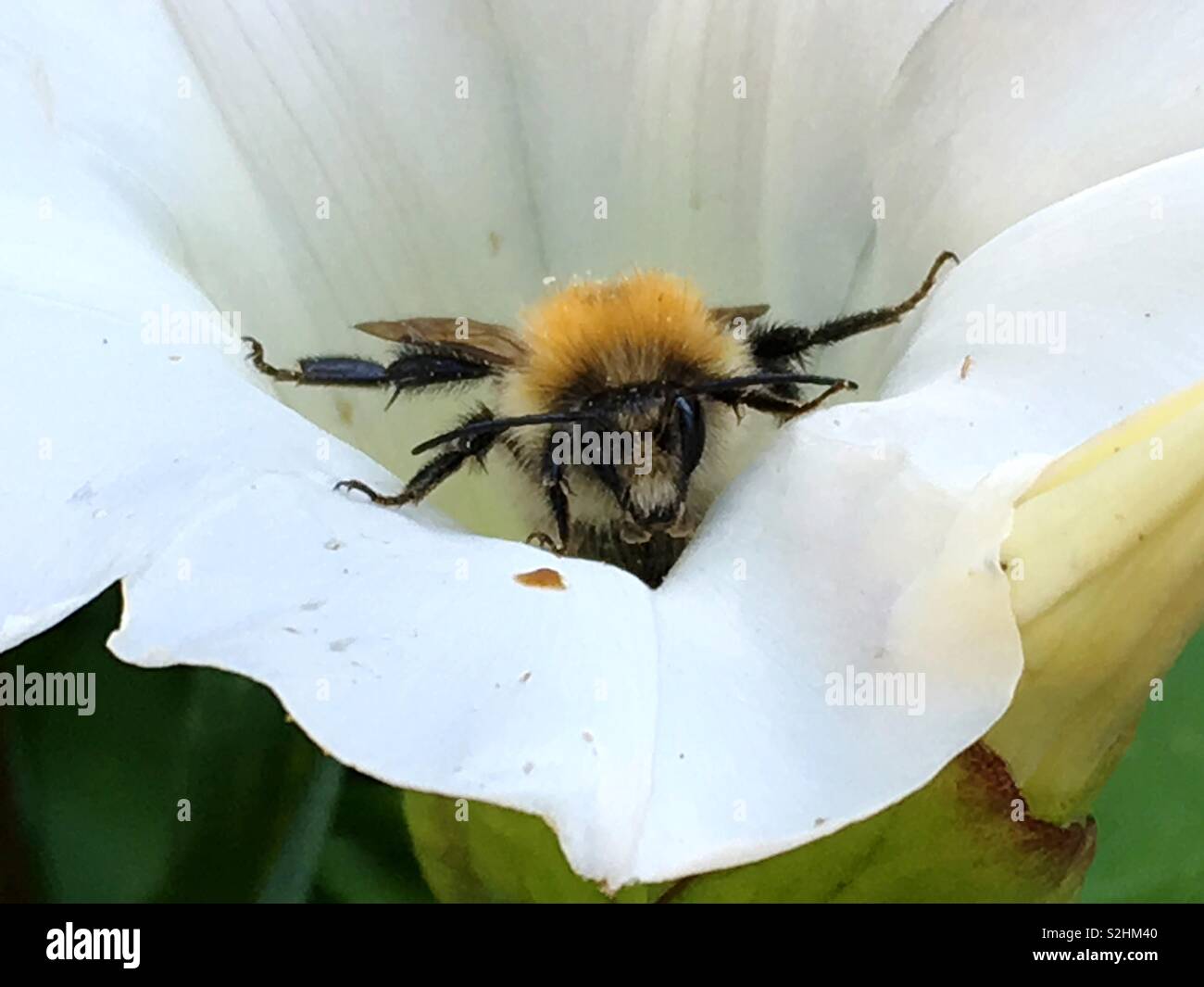 Bee - Smartphone Captured Stock Image