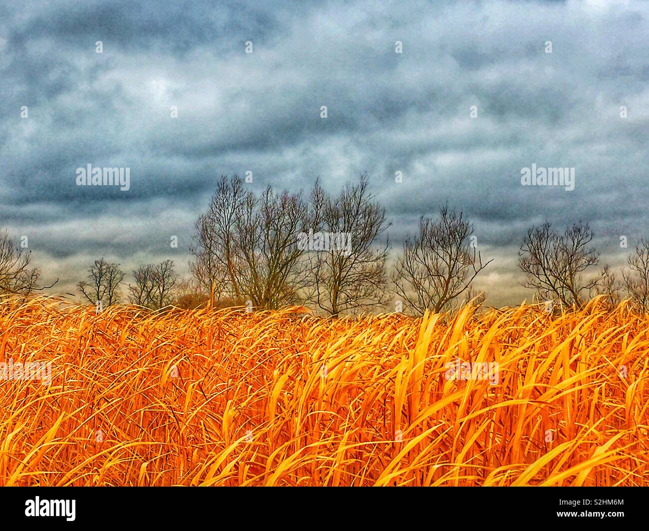 Field of golden Corn Stock Photo - Alamy