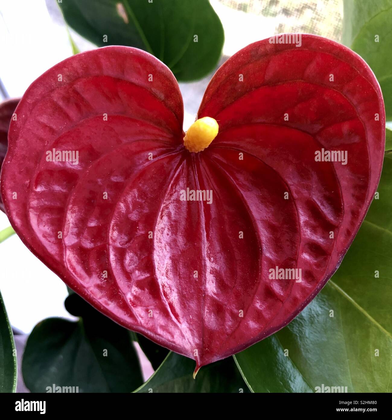 Anthurium plant in a square frame - Smartphone Captured Stock Image