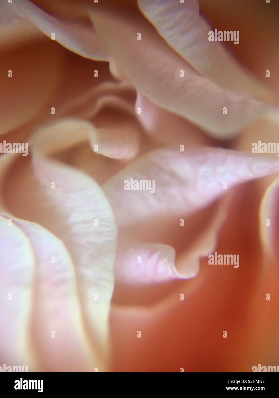 Pink peach colored rose up close - Smartphone Captured Stock Image