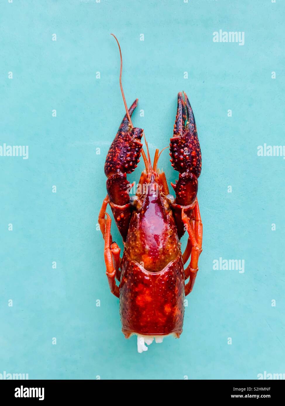 Red crawfish up close against blue background - Smartphone Captured Stock Image