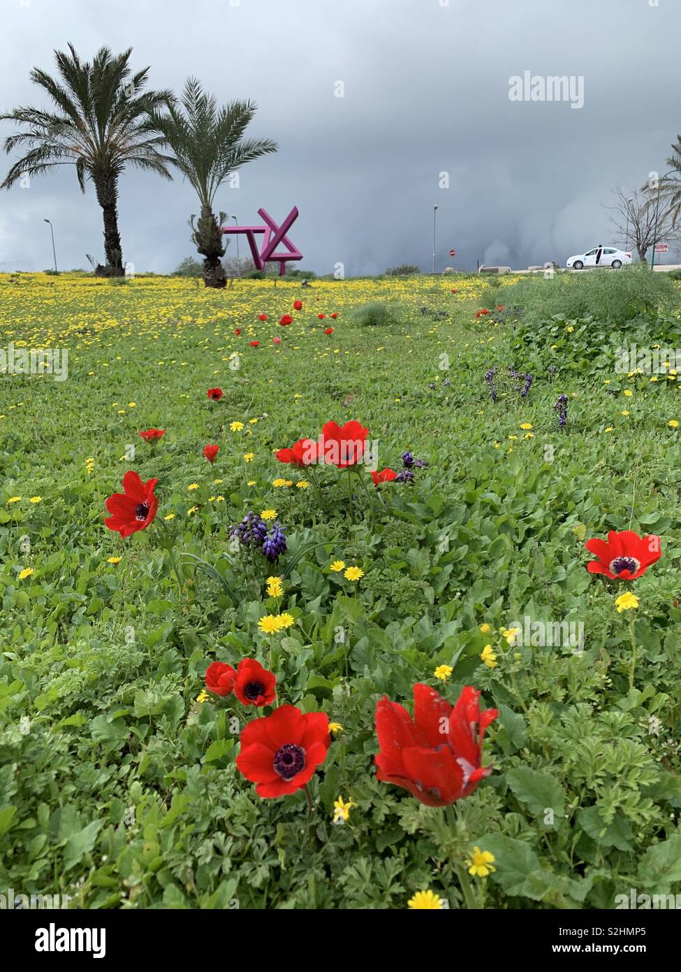 Early spring blossoms in the Golan Heights in Israel. - Smartphone Captured Stock Image