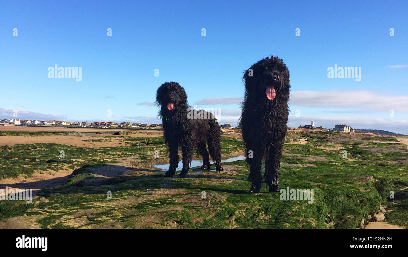 Black Shaggy Dog Stock Photos Black Shaggy Dog Stock