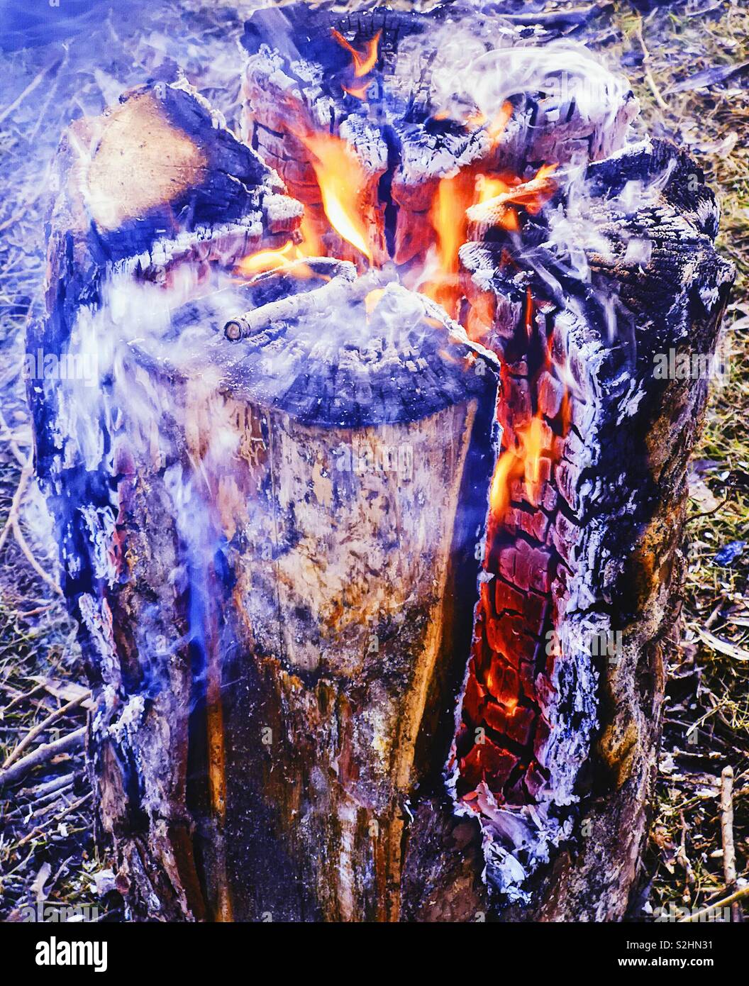 Swedish fire log burning, Sweden,Scandinavia. The logs are vertically cut and set on fire. The fire is self feeding and the log burns from inside out. The fire can last for up to 5 hours. - Smartphone Captured Stock Image