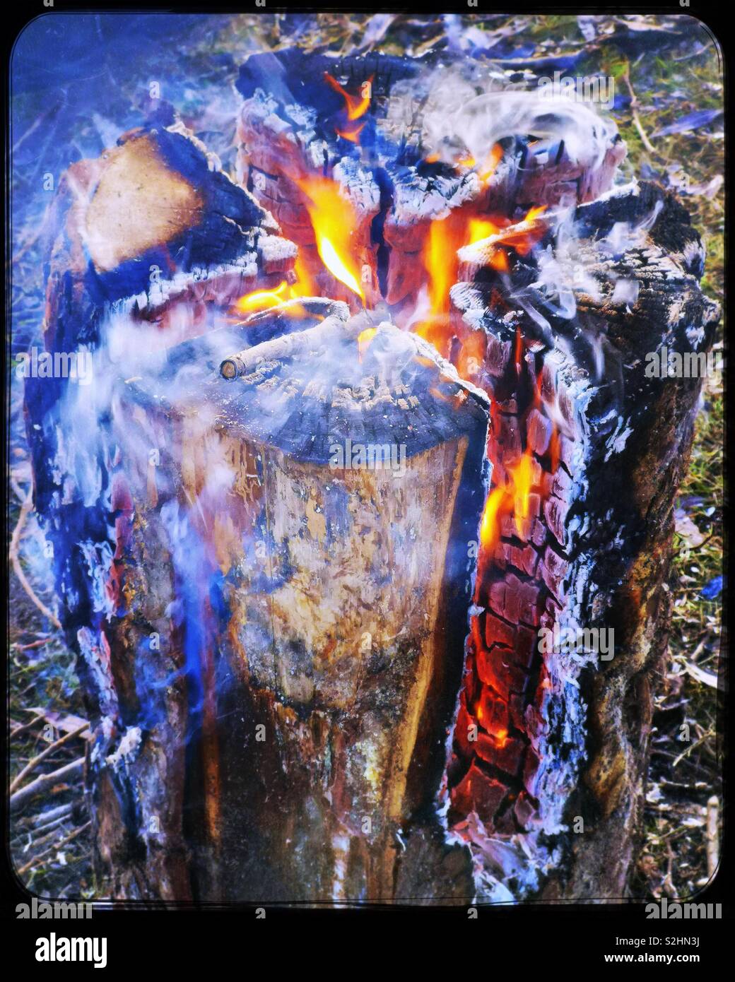 Swedish fire log burning, Sweden, Scandinavia. The logs are vertically cut and set on fire. The fire is self feeding and the log burns from inside out. The fire can last for up to 5 hours - Smartphone Captured Stock Image