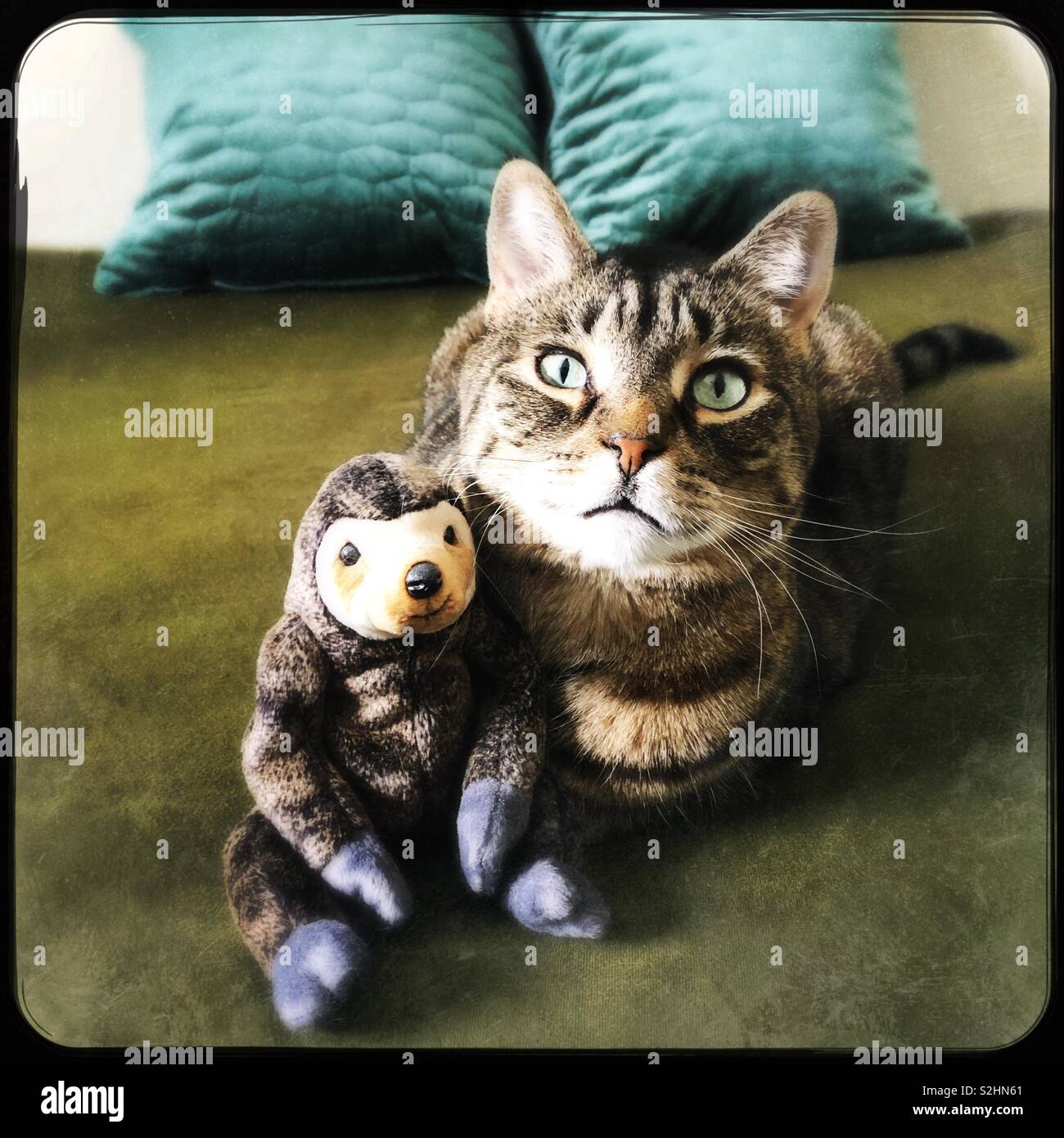 My cat Tasha with her toy sloth - Smartphone Captured Stock Image