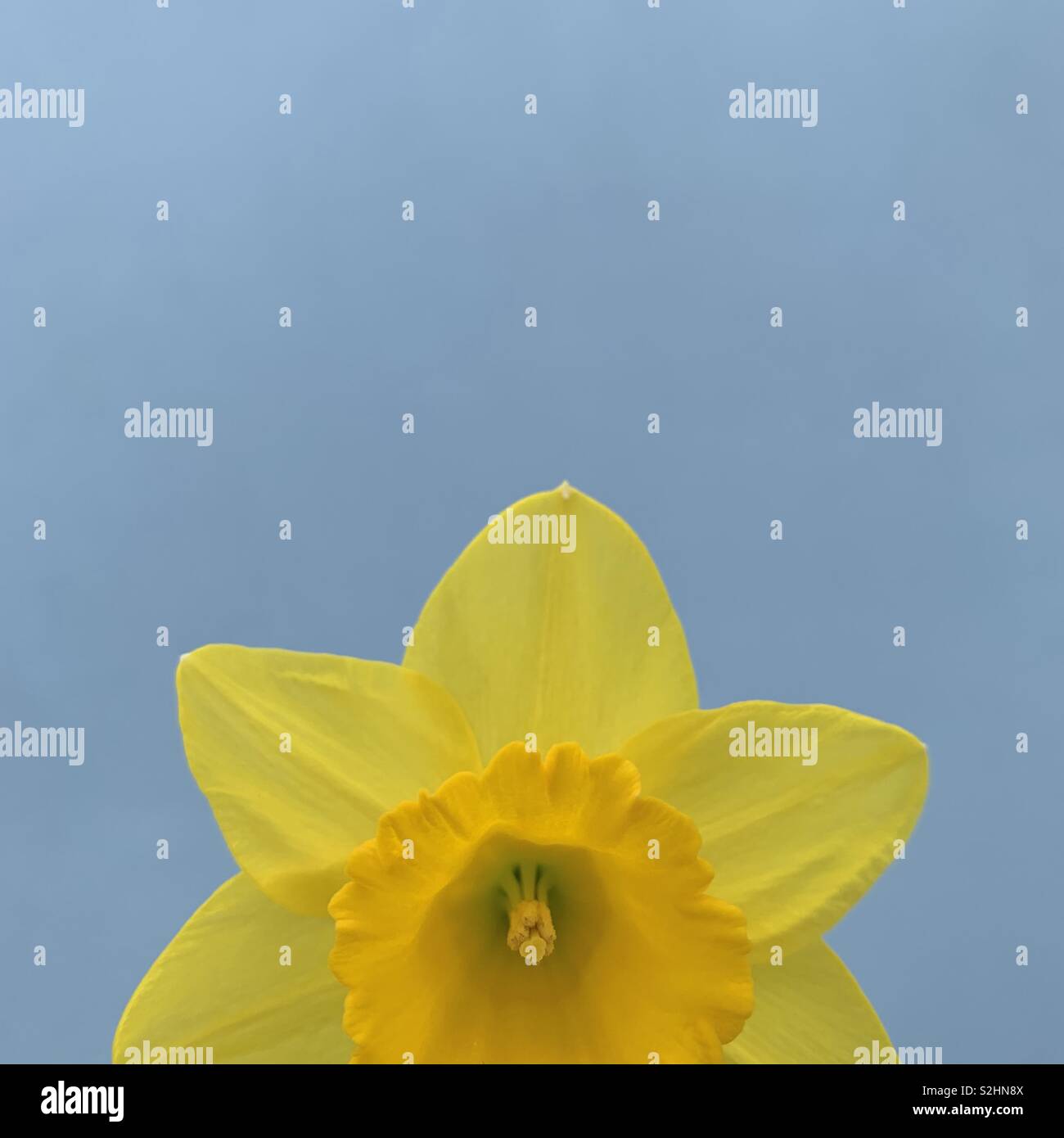 Spring minimalism - Smartphone Captured Stock Image